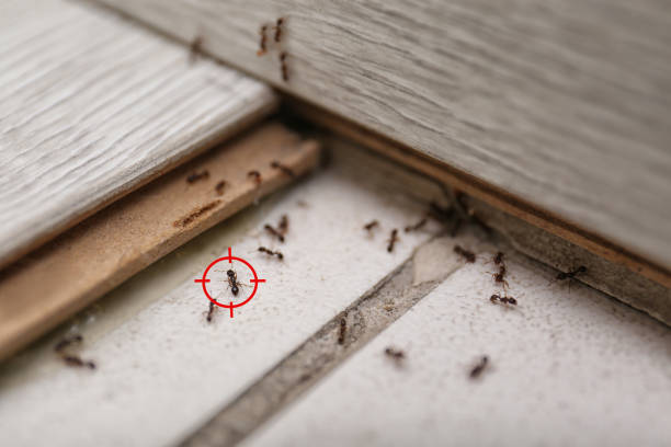 Best Best Pest Control Companies  in Laurel Bay, SC