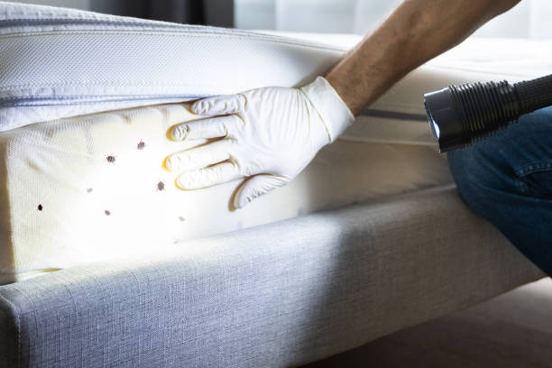 Best Flea Control Services  in Laurel Bay, SC